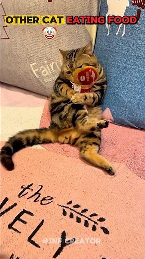 Other Cat Eating Food 💀🗿,#cat ,#trolfaceedit ,#shorts