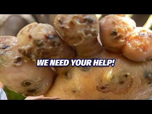 Samuel Onge Digging Preview