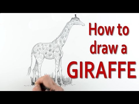 The Secrets to How to Draw a Giraffe explained Expertly