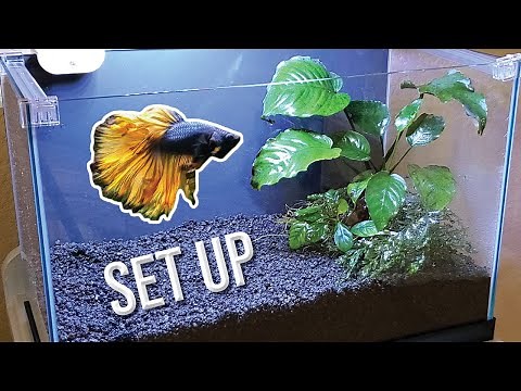 How I Set Up a Planted Betta Tank (Detailed Version)