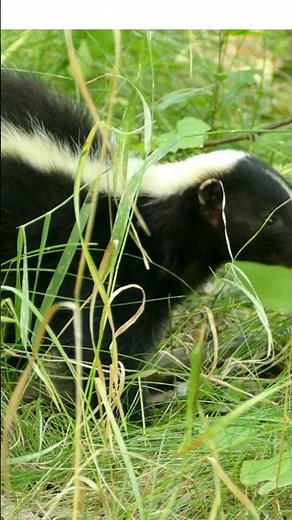 3 Fascinating Facts About Skunks | Discover the Secrets of These Unique Creatures!