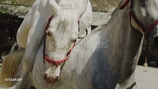 🐎 Horse Mating and Breeding – A Complete Overview 🐴