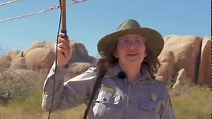 What do you know about desert tortoises? 🐢 To celebrate #WorldTurtleDay, we're getting to know the one "turtle" (tortoise) species found in Joshua Tree, the Mojave Desert Tortoise! In Desert Tortoise 101, Joshua Tree Rangers cover everything you need to know about the Mojave's most iconic (and adorable?) species. For an audio described version, check out the audio described version on our YouTube channel, here: https://youtu.be/f4pHxCO5ECc (Fun fact, all tortoises are turtles, but not all turtl