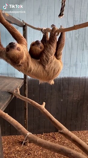 Fast-moving Two-Toed Sloth Compilation