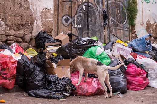 Top 10 Common Problems Caused by Stray Dogs - Nature's MACE