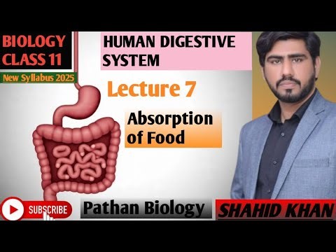 Human Digestive System| Chapter 9| Lecture 7| Absorption of digested food and water| Class 11Biology
