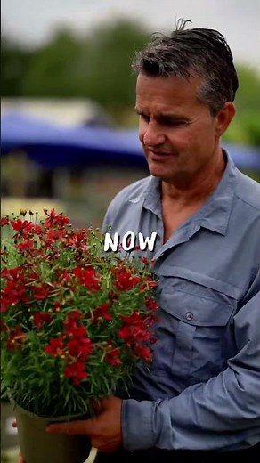 Coreopsis: Still Flowering Now