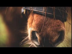 Horse Snort Sound Effect