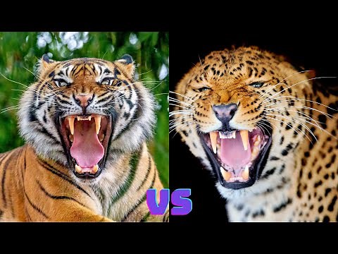 Tiger vs Leopard: Which One Is More Powerful Uncover Their Differences!