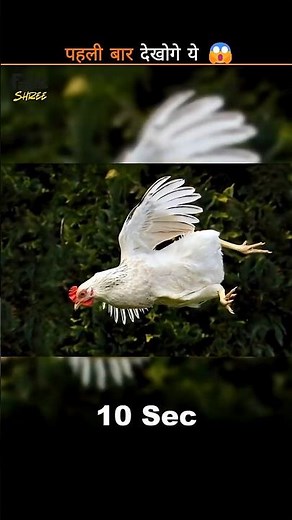 How Long Birds Actually Fly Without Landing #facts #animals