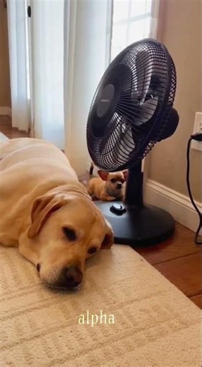 Don't Mess with the Fan! 🥵🌬️#FanSabotage #LabradorLife #ChihuahuaProblems #AngryDog #InstantKarma