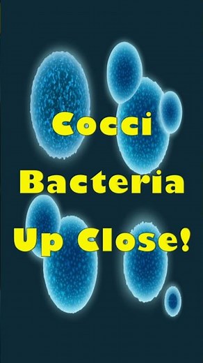 Mesmerizing Cocci Bacteria: A Close-Up Under the Microscope 🦠🔬 #CocciBacteria #microscopeview