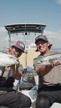 Introduction to Blade Jigging - Grappler BB Blade -