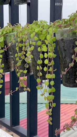 Transform Your Small Balcony into a Lush Green Paradise in Just a Few Simple Steps