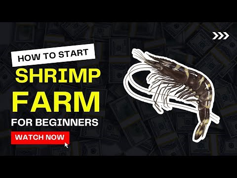 How to Start Shrimp Farming for Beginners | Prawns Farming Guide - Everything you need to know