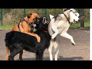 German Shepherd vs Rottweiler | Ultimate Breed Battle