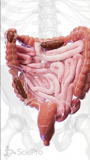 🚨 Understanding Constipation: A Closer Look at the Colon 🚨 #anatomy