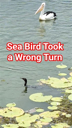 When a Pelican looks like the Pond’s Floating Ride