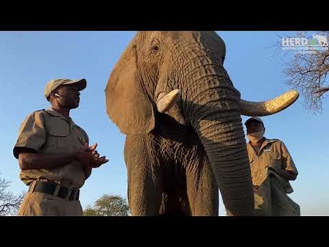 The Anatomy of an Elephant ~ The Elephant's Tusks