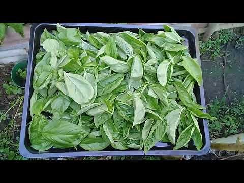 Sweet Basil : Easy Drying & Preserving| Herbs & Things