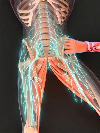 Tight hips can keep your whole lower back feeling locked. This partner-assisted release helps relax the pelvis, deep hip muscles, and glutes so the lower spine can feel less compressed. Get full guided mobility routines in the SynerMuscle app. Link in bio. #lowerbackpain #HipMobility #SynerMuscle #mobility #anatomy