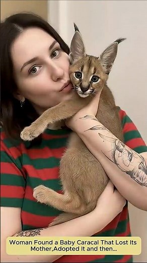 Family adopted an orphan Baby Caracal, Raised it with love and then…