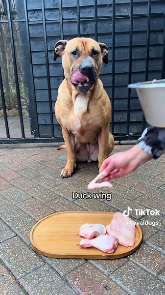 Off Leash Husky Meets Presa Canarios: A Close Encounter