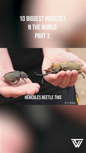 10 BIGGEST INSECTS In The WORLD PART 3