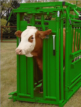 Cattle Head Gate | Cattle Head Gates For Sale | Headgate For Cattle
