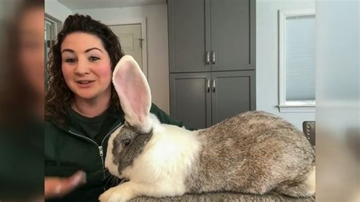 Big bunny breed: Hanson farm raising Continental Giant rabbits