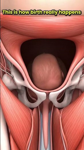 How Natural Childbirth Works — Realistic 3D Anatomy 👶#shortvideo #miracleinmotion #pregnant #baby