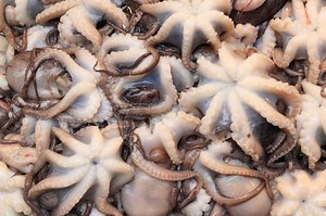 OCTOPUS FISHING MANAGEMENT SCHEME IN PORTUGAL