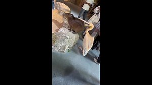 Hungry pelican tries to swallow capybara