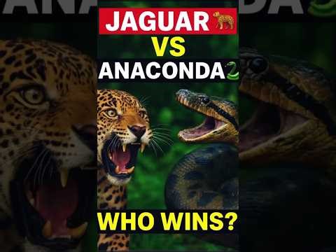Jaguar vs Anaconda 🐆🐍 | Jaguar Lost the Battle in Amazon Jungle 🌳#animals #wildlife #viral #tranding
