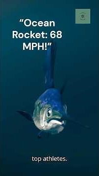 Atlantic Sailfish: The Fastest Fish in the Ocean!