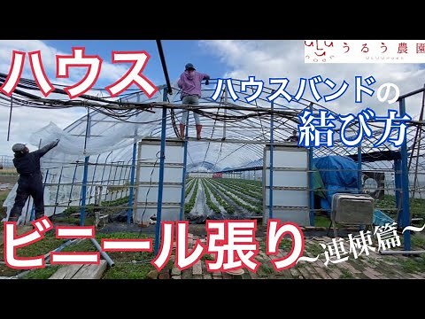 ビニール張り！ハウスバンドの結び方〜連棟篇〜