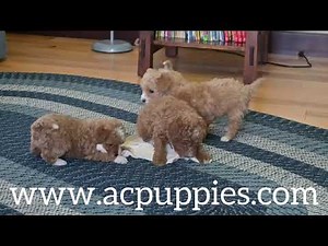 Cavapoo Puppies For Sale Millersburg OH