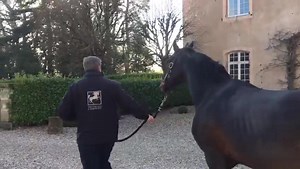 ATTENTION AUSTRALIAN, KIWI AND SOUTH AFRICAN BREEDERS PAY AT BIRTH GRAFENSTOLZ Here's the video of me and Graf in conversation. And yes, you read that correctly, you PAY AT BIRTH. Semen already in your country ready to be shipped, contact us for pay at birth agreement. You pay the EUROPEAN PRICE. | The Stallion Company