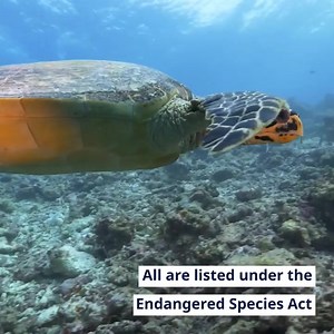 Sea turtles are fascinating creatures! Check out these fun facts: https://www.fisheries.noaa.gov/feature-story/7-sea-turtle-facts-ocean-lover #SeaTurtleWeek | NOAA Fisheries Service