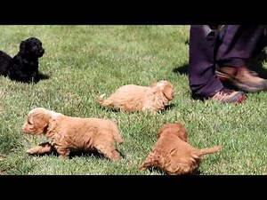 Cockapoo Puppies for Sale