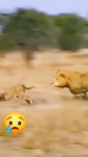 10K views · 38 reactions | #PhotoEditingChallenge #viralvideochallenge # | saddam king | Facebook