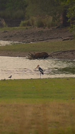 Nature Is Metal on Instagram: "Queen of the Jungle 📽 by @anirudh_laxmipathy No, your eyes are not lying to you, this is not a trick of the camera or an AI-generated video. This is actual footage of a tiger doing as she pleases with a freshwater mugger crocodile. This isn't just any tiger either; this is a legendary member of Ranthambore National Park. Her official name is T-84, but more people know her by her nickname: Arrowhead. While her legend precedes her, in this video she is well past her
