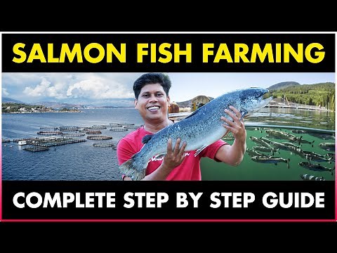 Salmon Fish Farming | A Step-by-Step Guide To Salmon Fish Farming