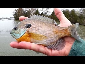 How to catch Big Bluegill on Crappie Nibbles - Beginner Bank Fishing
