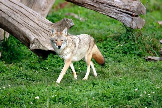 Coyotes and their Eating Habits: The Foods they Prefer and How They Catch Them