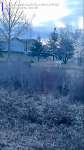 6.3K views · 64 reactions | Cool! A rare albino moose was spotted crossing a road. #albinomoose #moose #rare #canada | KFVS-TV | Facebook