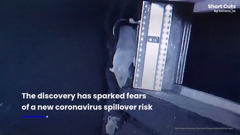 Scientists warn of new pandemic risk after rats filmed eating bats in Germany