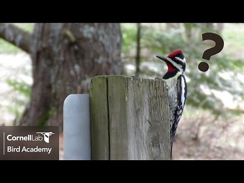 Why is that woodpecker pecking on metal?
