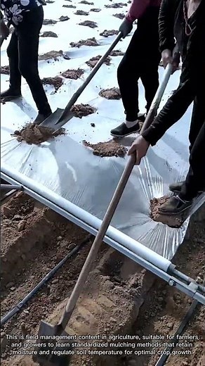 Lay and Secure Plastic Mulch in Farmland