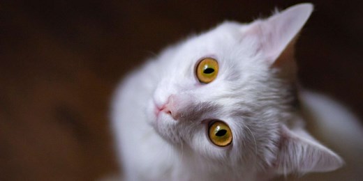 Can Cats See in the Dark? How a Cat's Night Vision Differs from Humans